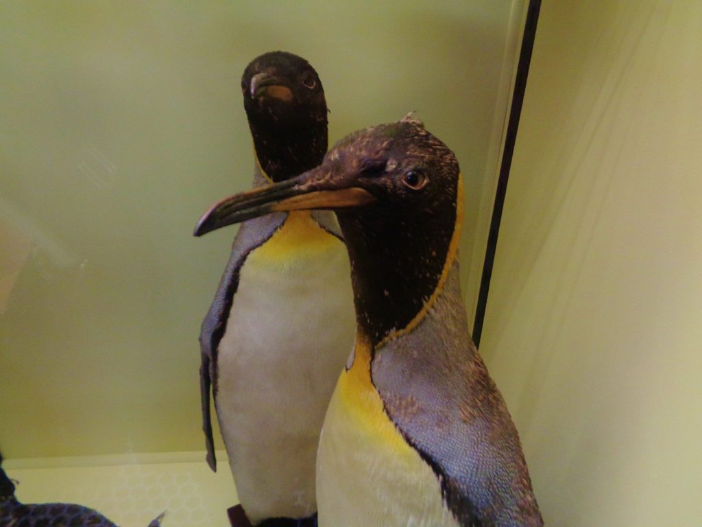 tring museum of national history pinguini