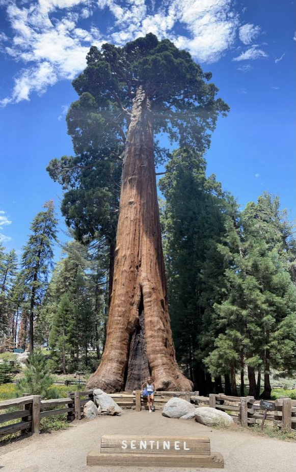 Sequoia Park, Stati Uniti