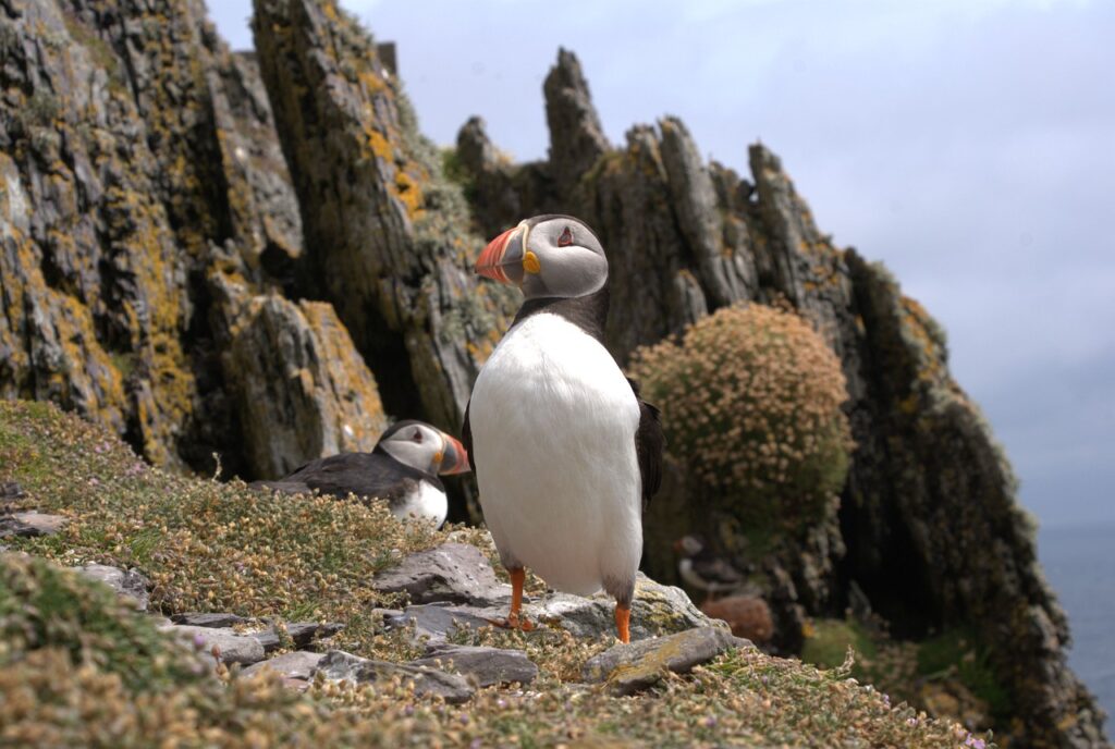 puffin, kerry