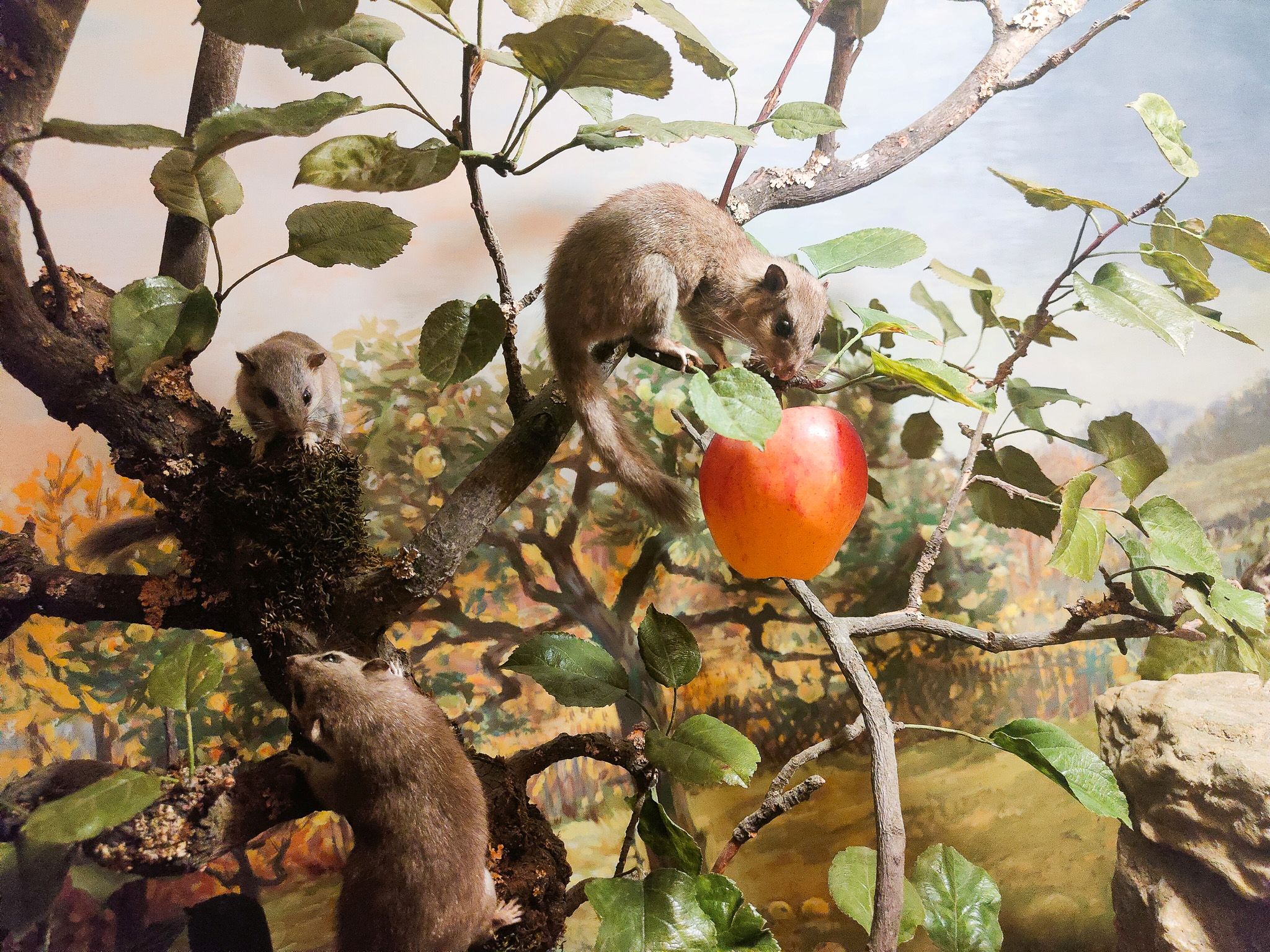 Museo di storia naturale di Neuchâtel, ghiro
