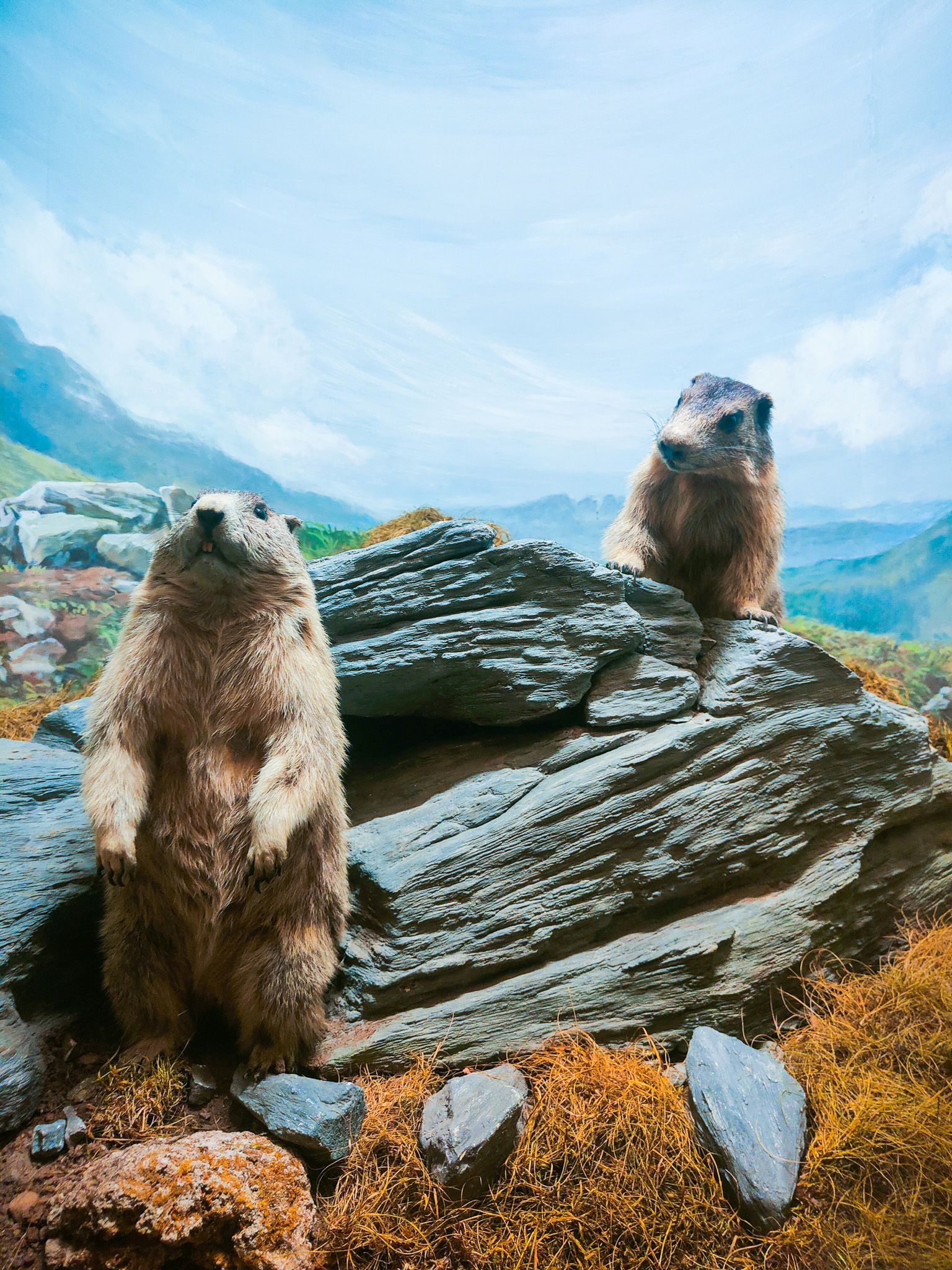 museo naturale Neuchâtel marmotte