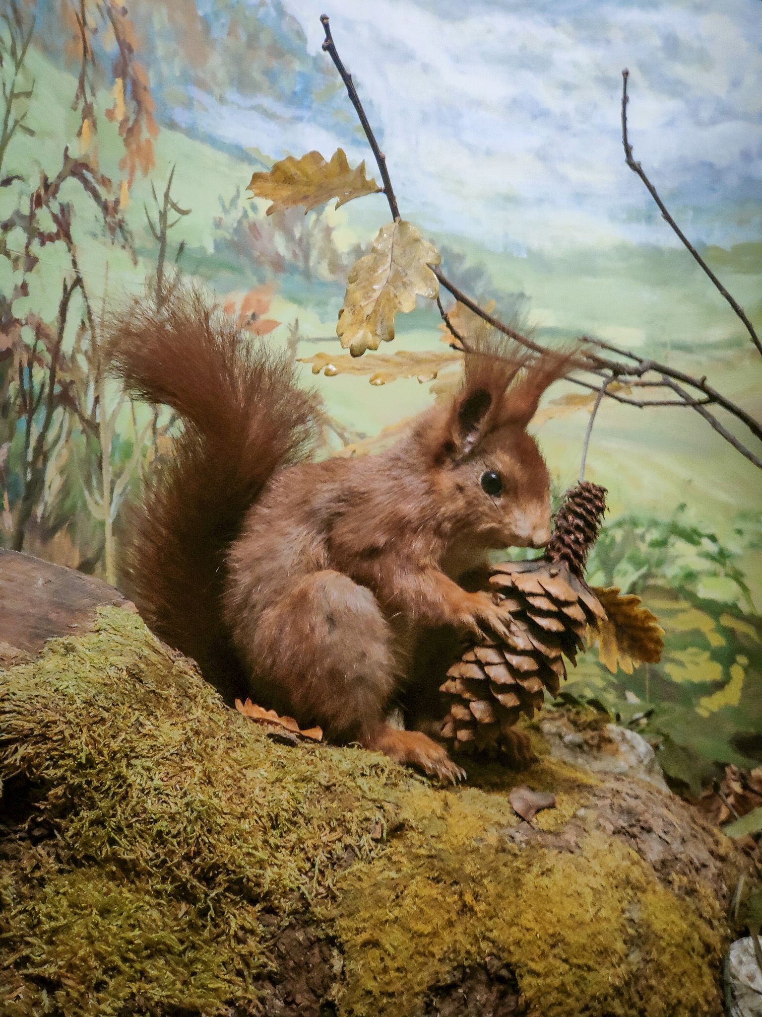 museo naturale Neuchâtel scoiattolo