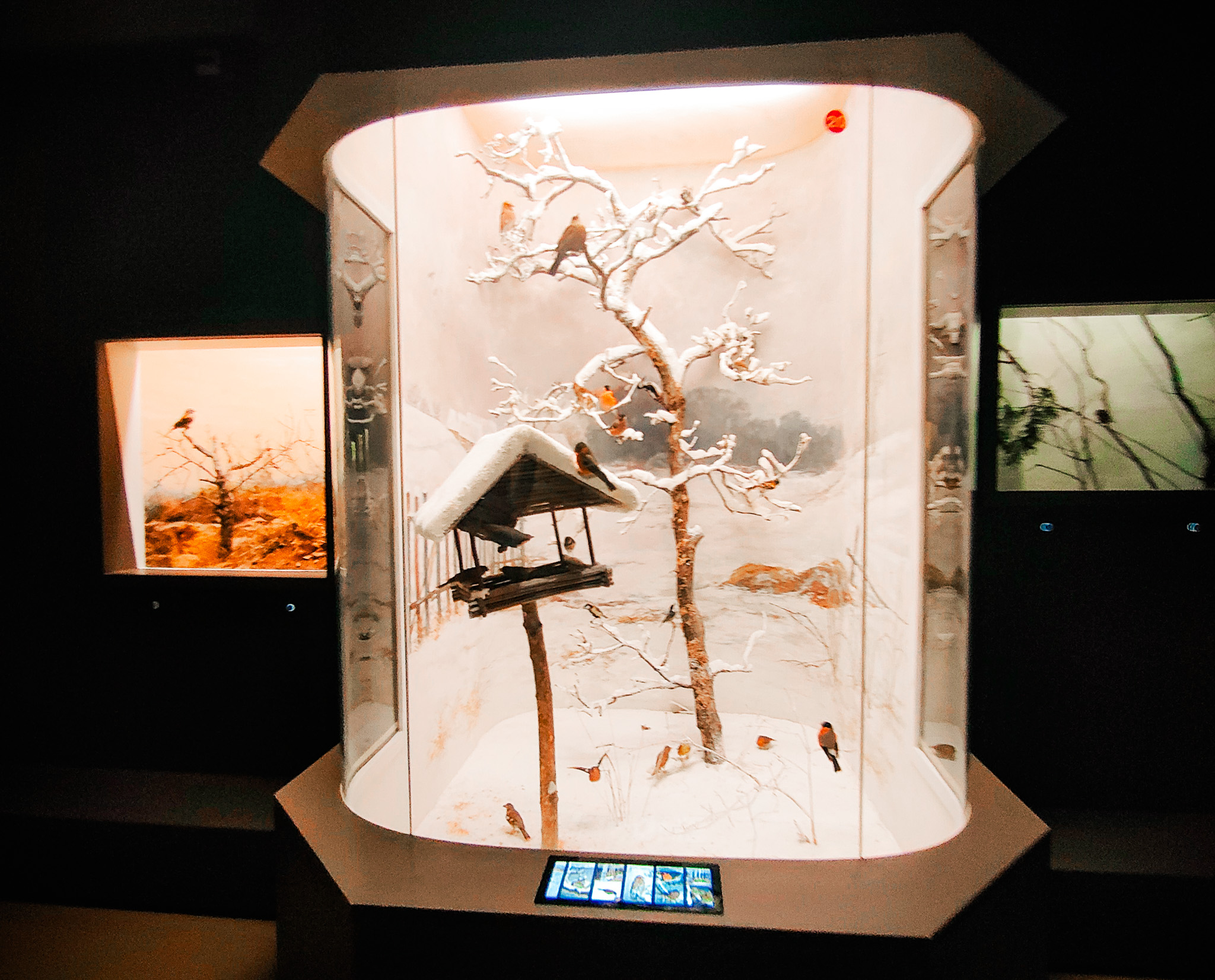 diorama Museo di storia naturale di Neuchâtel